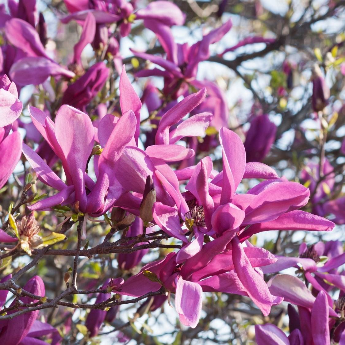 Magnolia ‘Susan’