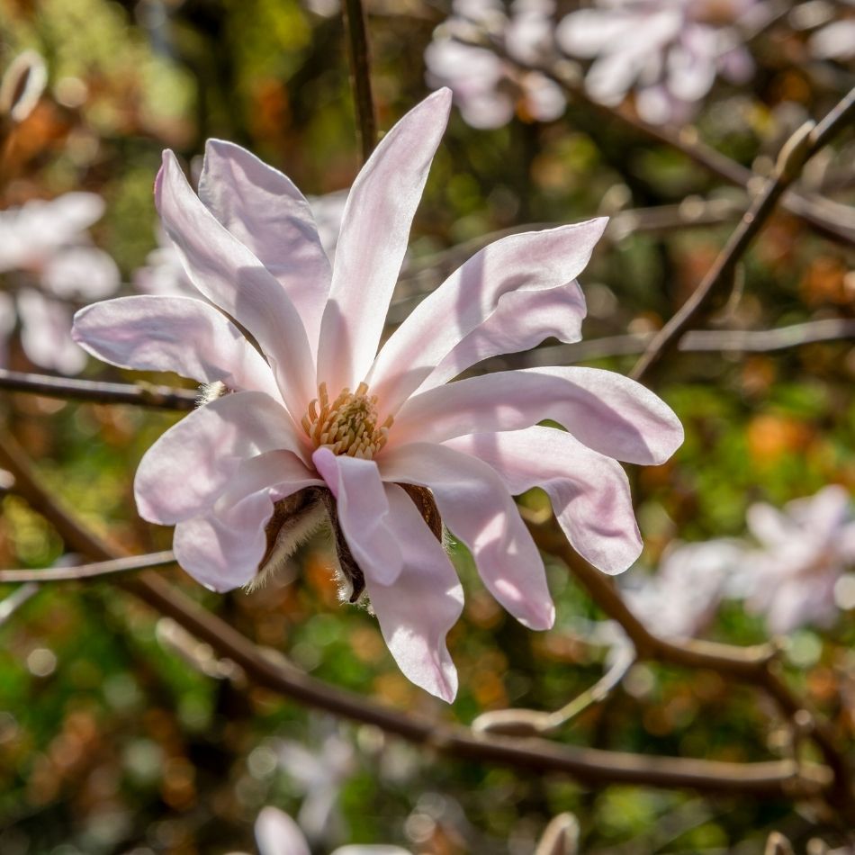 Magnolia × loebneri ‘Leonard Messel’
