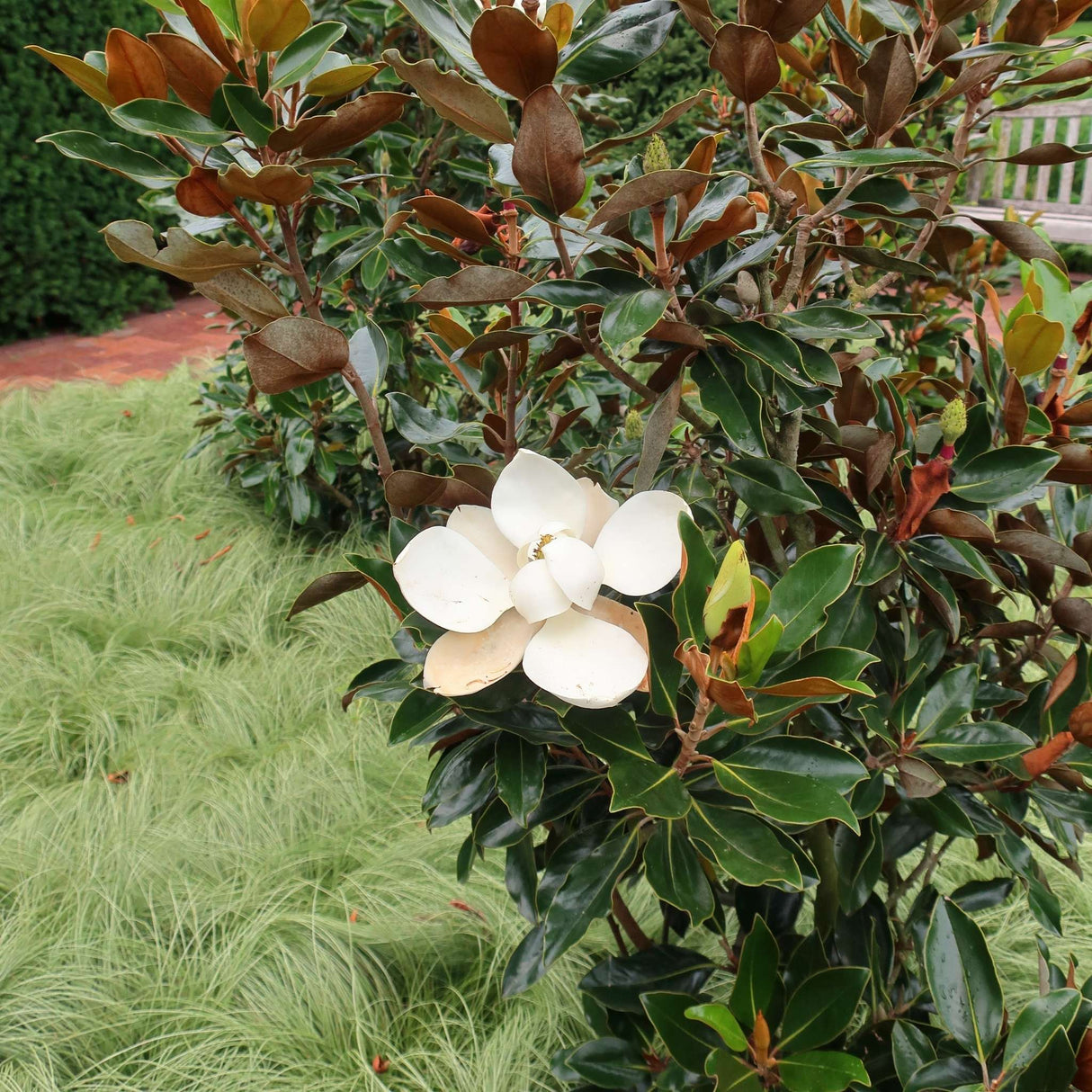 Magnolia grandiflora ‘Little Gem’