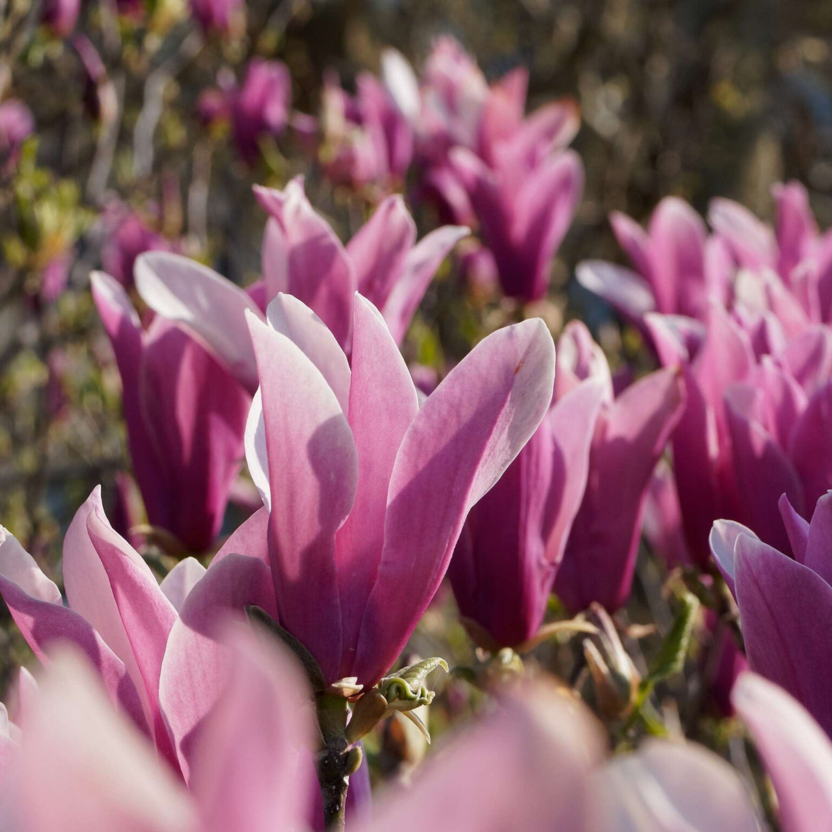 Magnolia liliiflora ‘Nigra’
