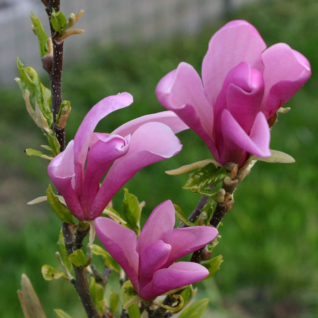 Magnolia liliiflora ‘Nigra’