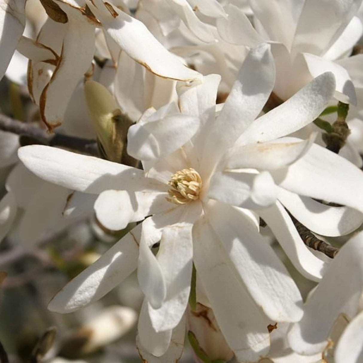 Magnolia stellata ‘Royal Star’