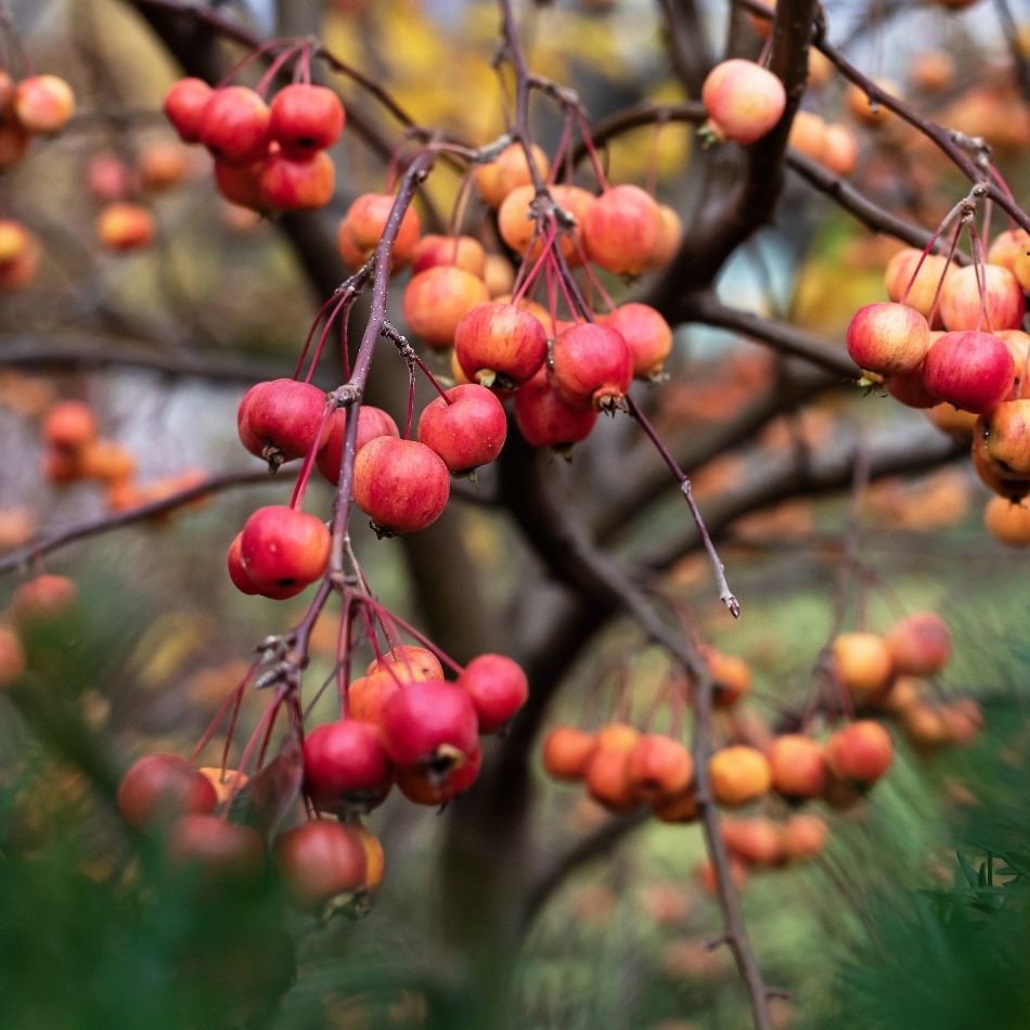 Malus ‘Evereste’