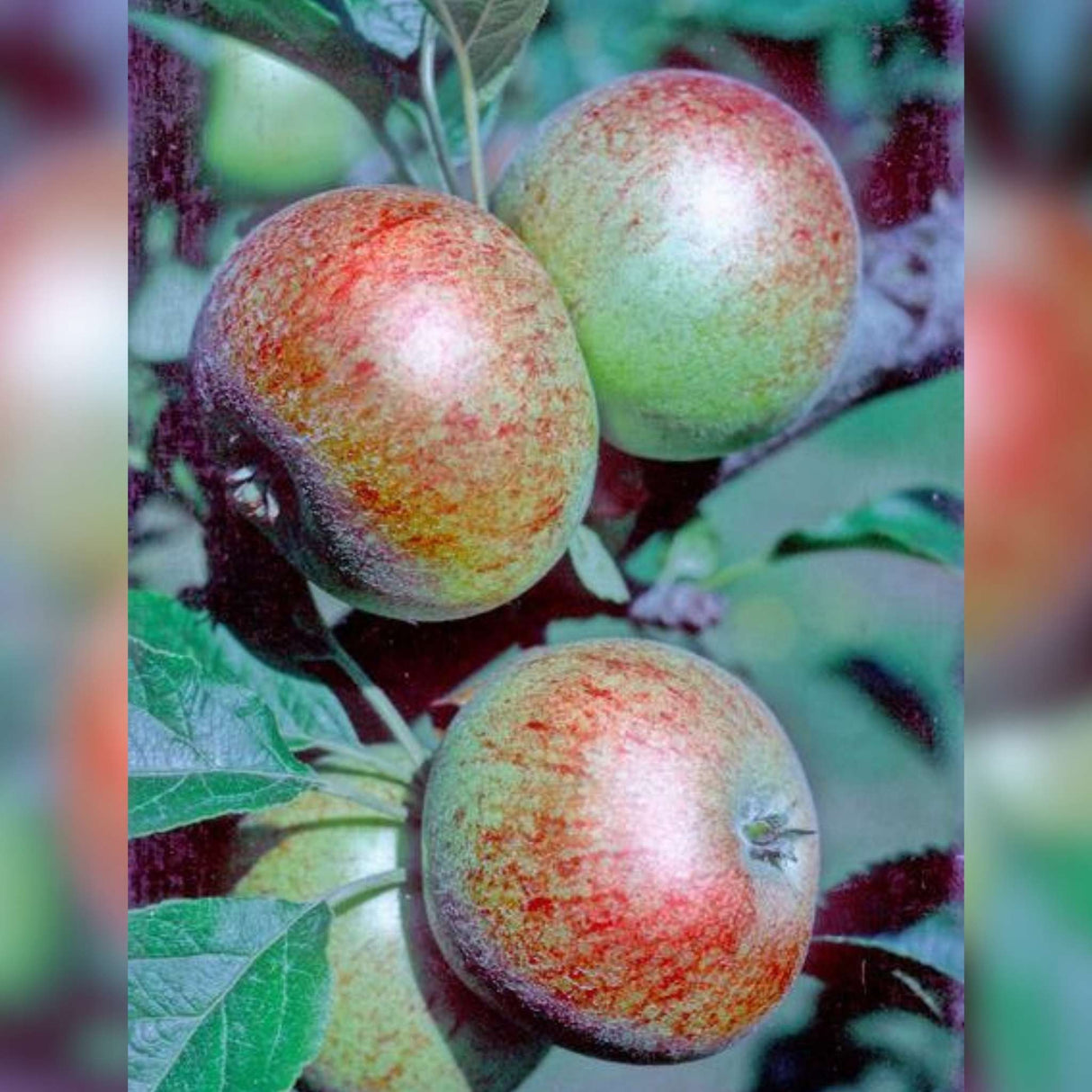 Malus domestica ‘Beauty of Bath’