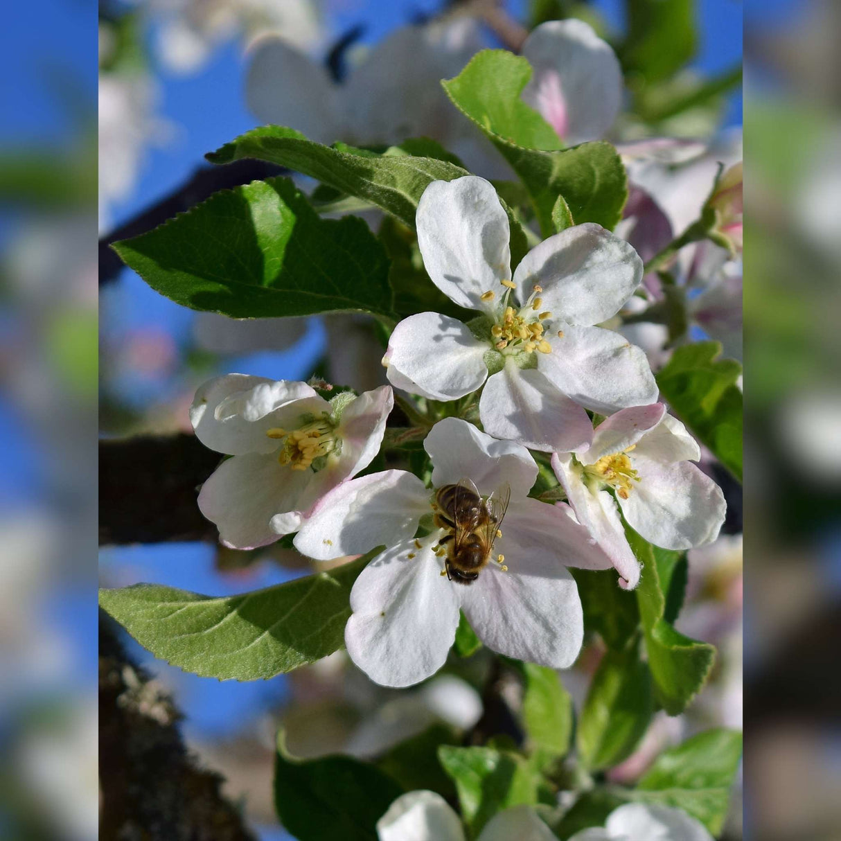 Malus domestica ‘Beauty of Bath’