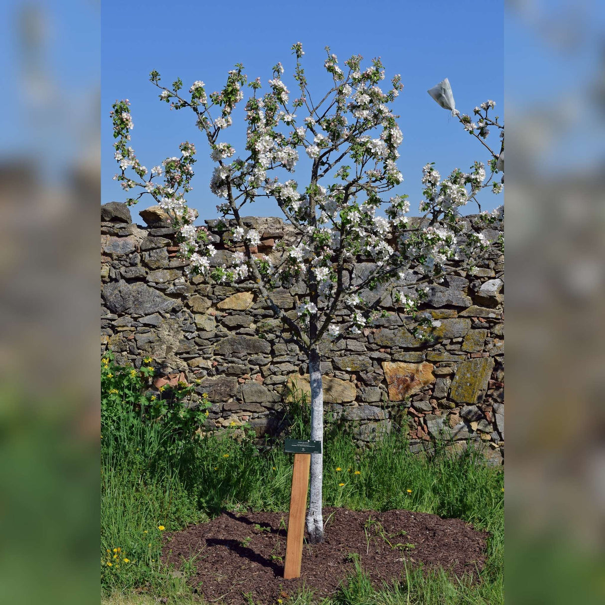 Malus domestica ‘Beauty of Bath’
