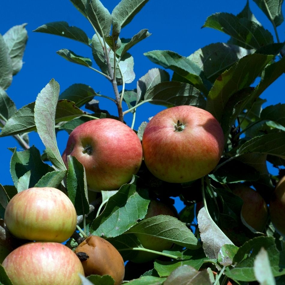 Malus domestica ‘Elstar’