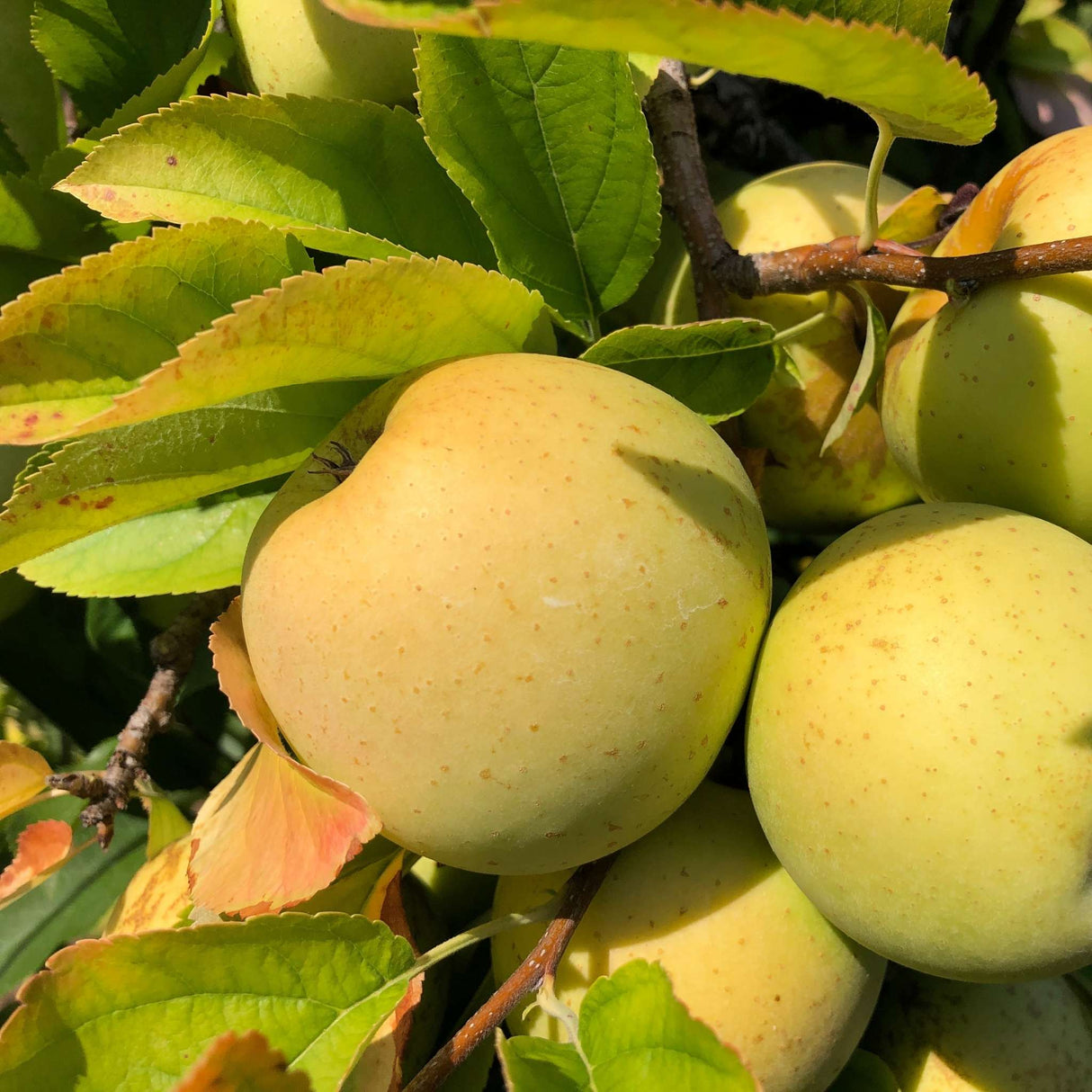 Malus domestica ‘Golden Delicious’