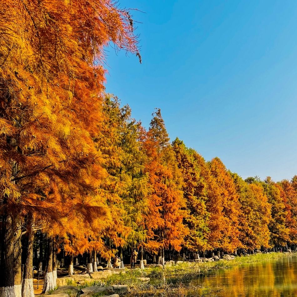 Metasequoia glyptostroboides