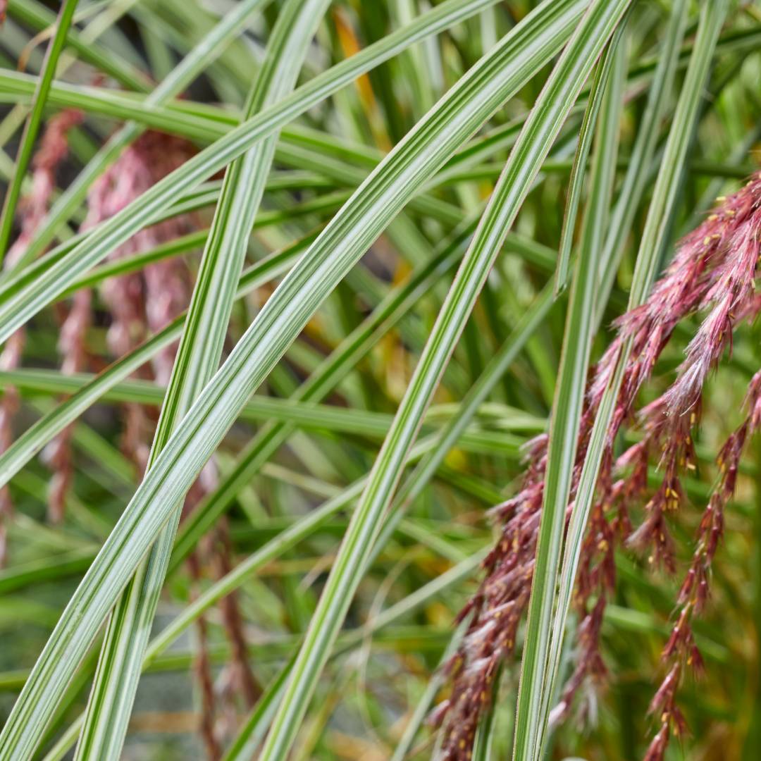 Miscanthus sinensis ‘Silver Cloud’