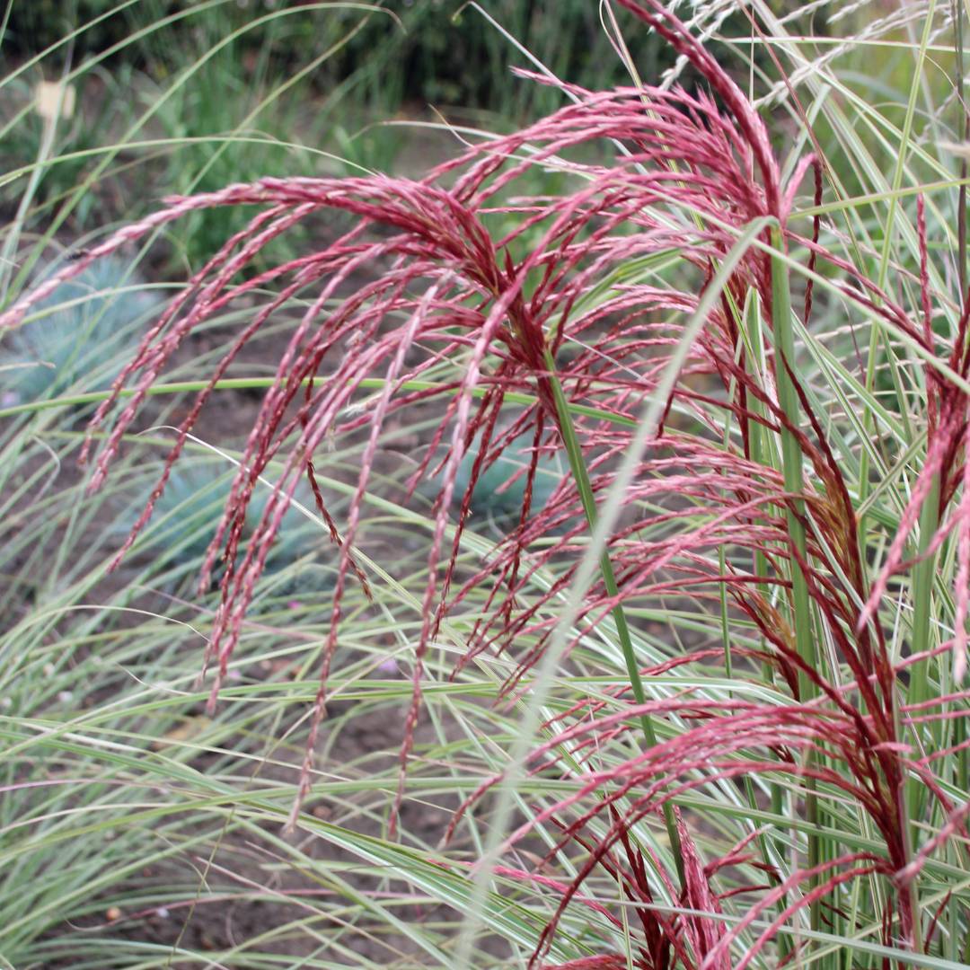 Miscanthus sinensis ‘Silver Cloud’