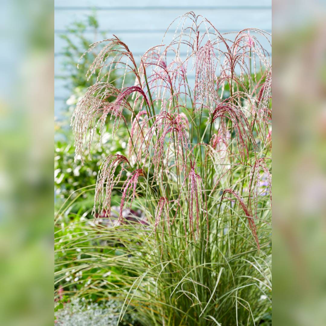 Miscanthus sinensis ‘Silver Cloud’