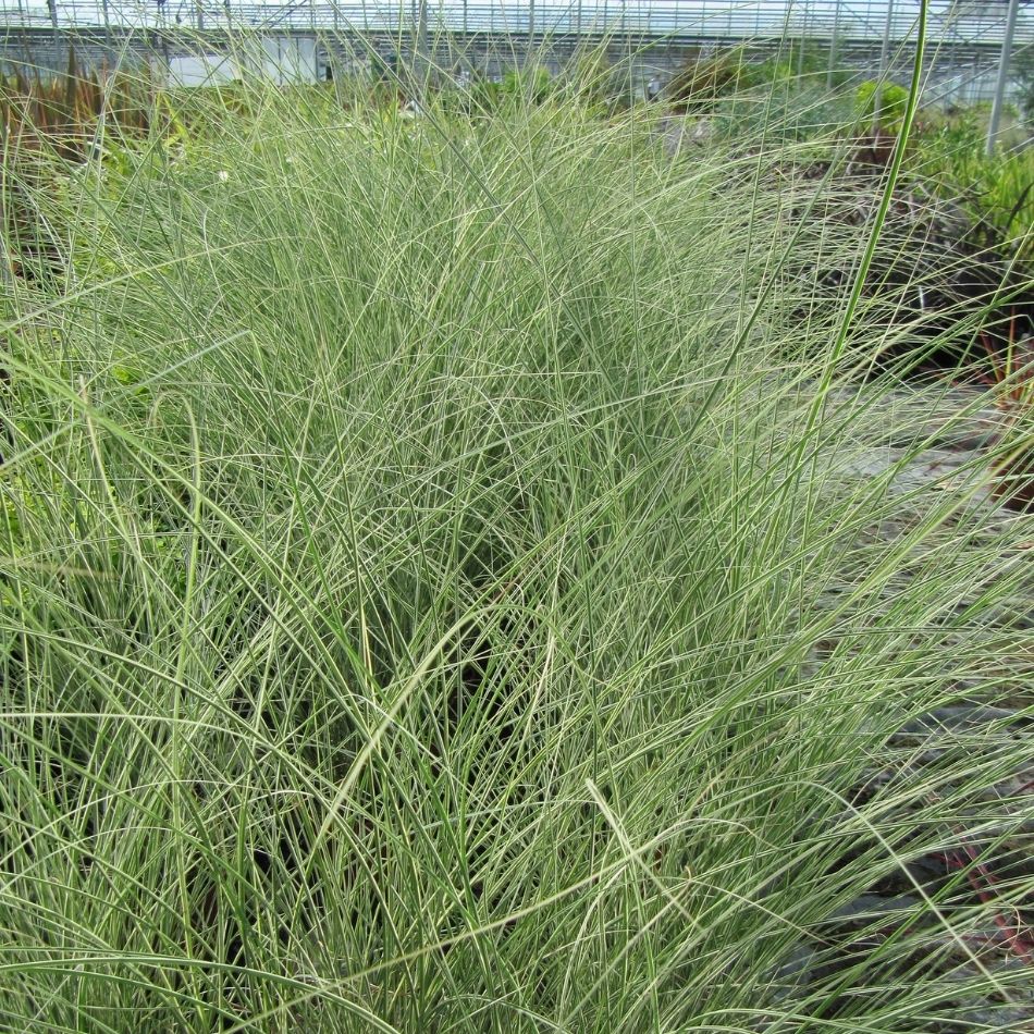 Miscanthus sinensis ‘Morning Light’