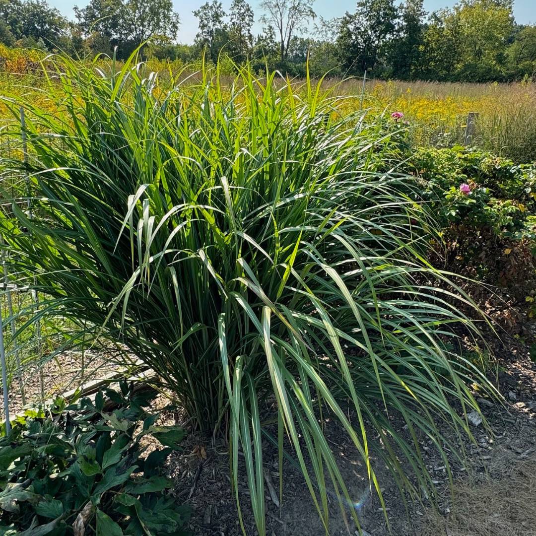 Miscanthus sinensis ‘Siver feather’