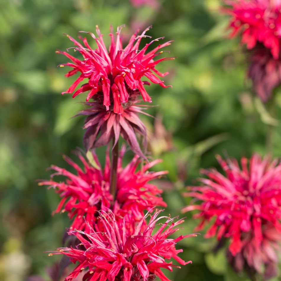 Monarda didyma ‘Cambridge Scarlet’