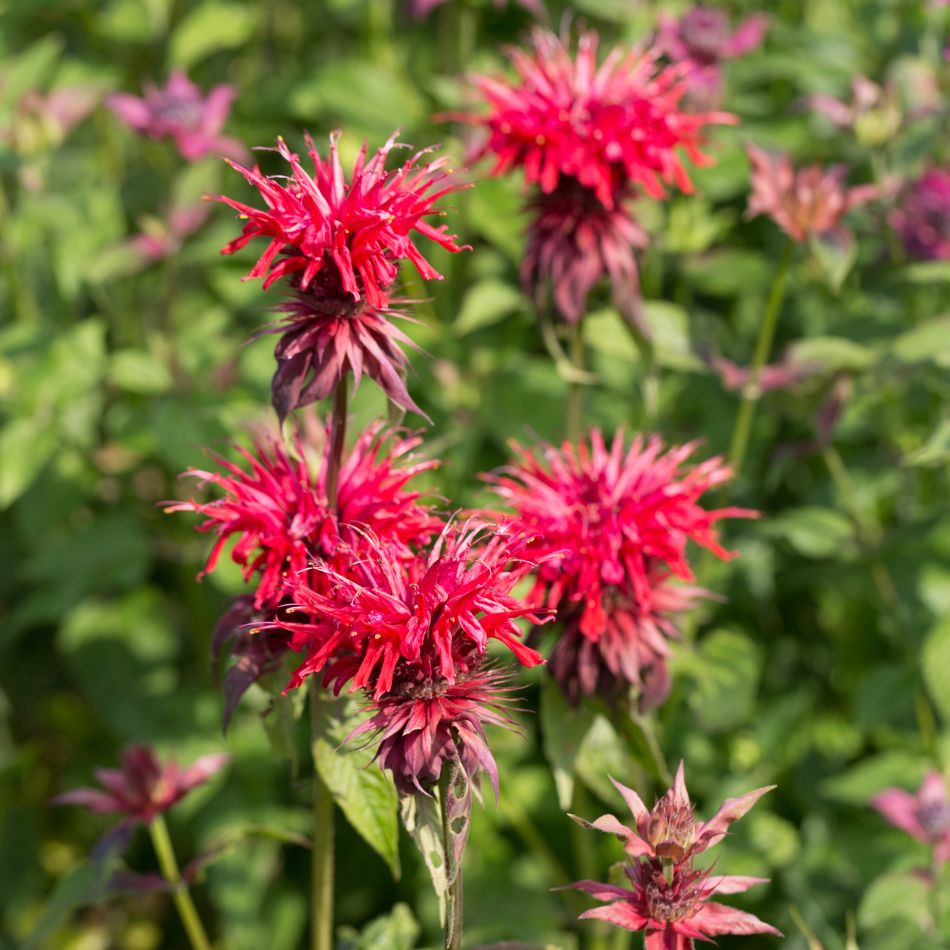 Monarda didyma ‘Cambridge Scarlet’