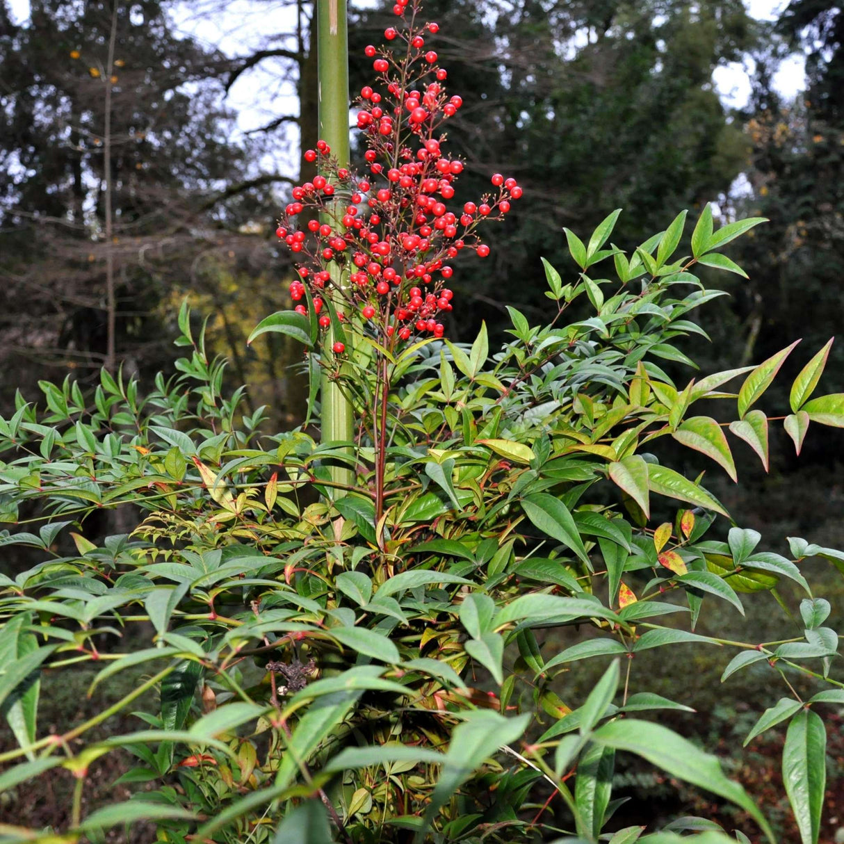 Nandina domestica