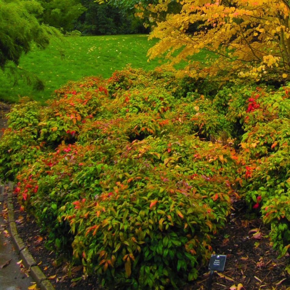 Nandina domestica ‘Fire Power’