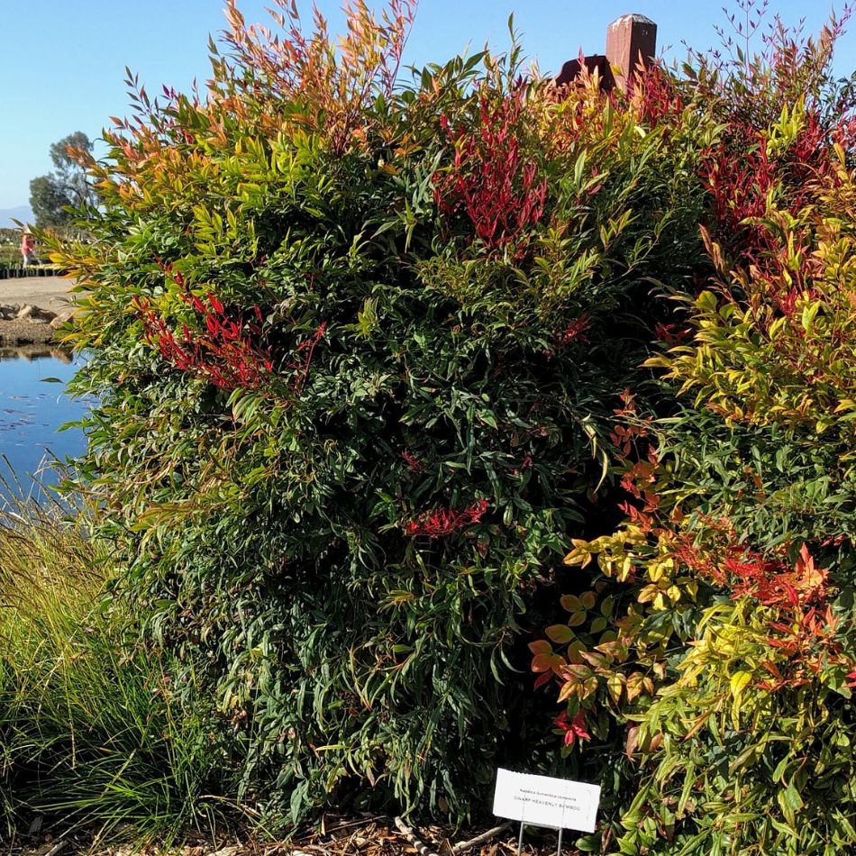 Nandina domestica ‘Gulf Stream’