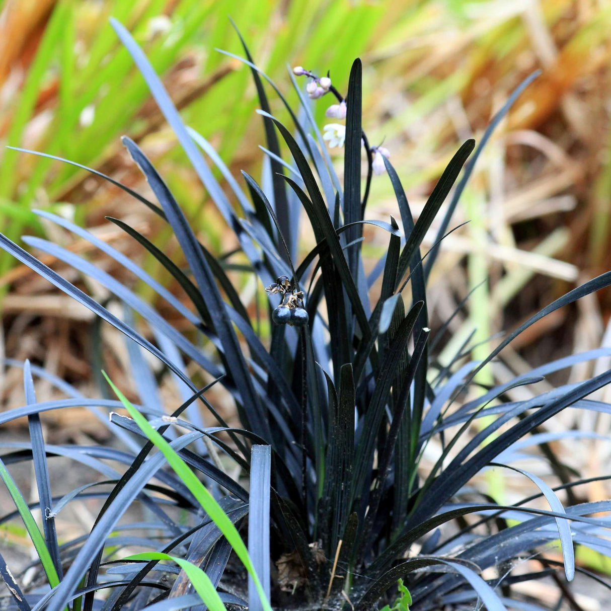 Ophiopogon planiscapus ‘Nigra’