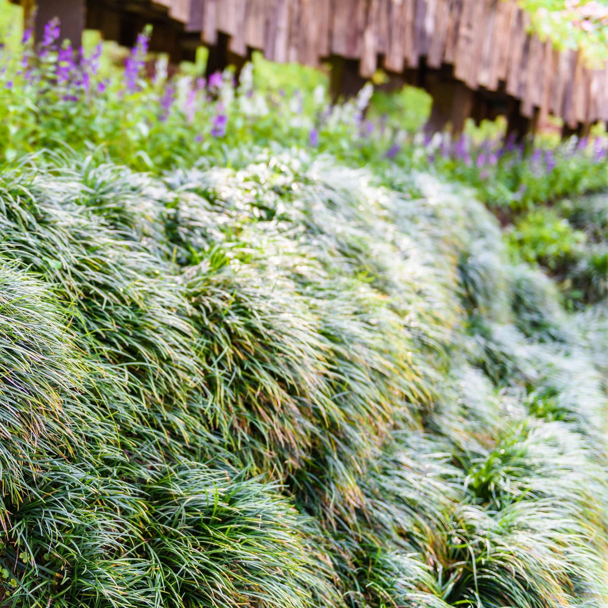 Ophiopogon japonicus