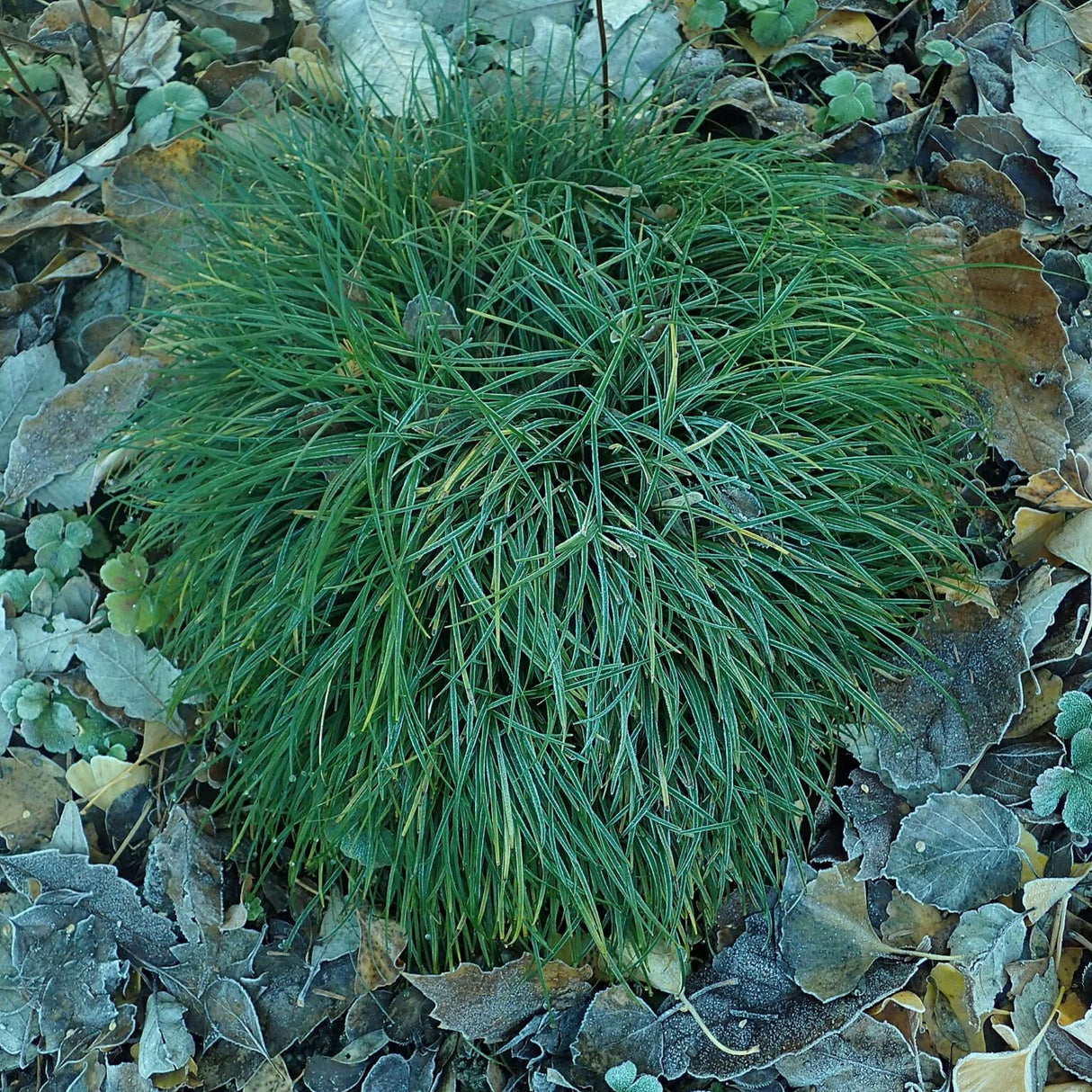 Ophiopogon japonicus
