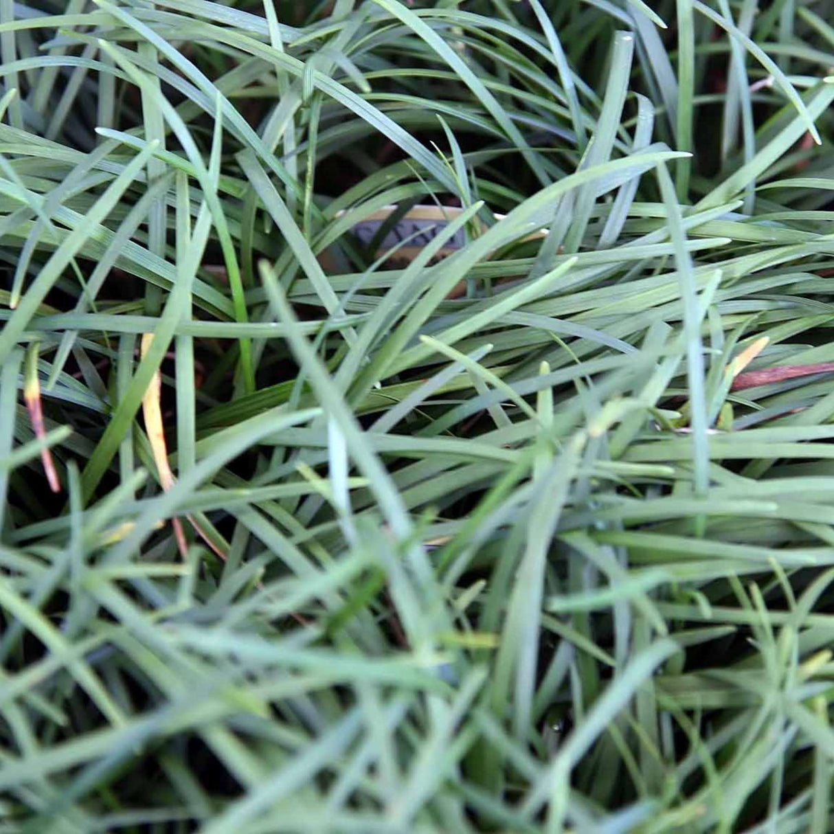 Ophiopogon japonicus