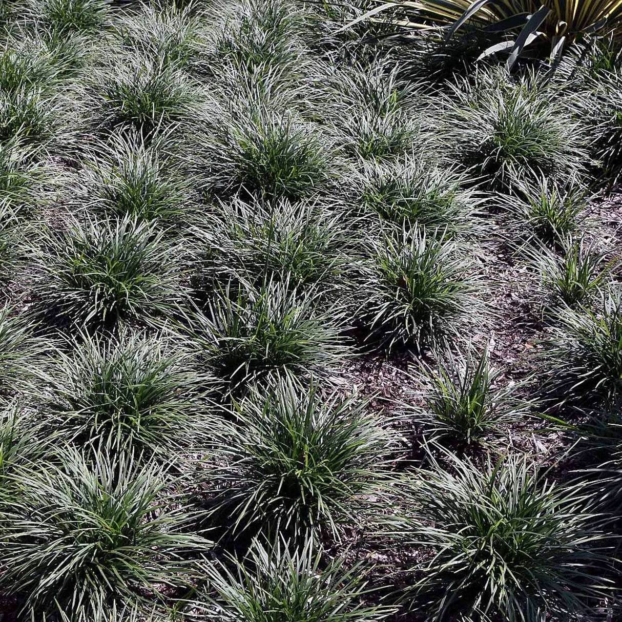 Ophiopogon japonicus