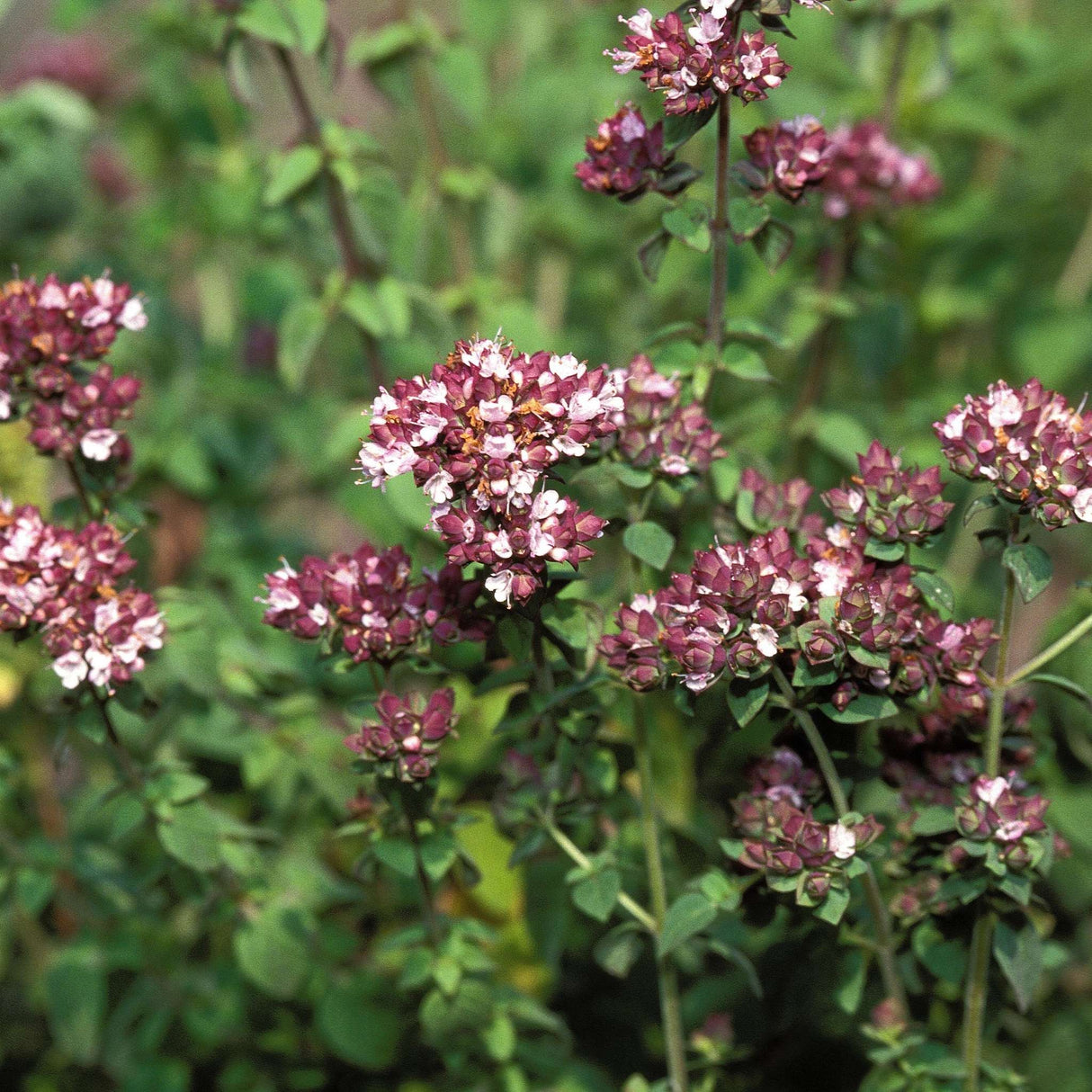 Origanum majorana