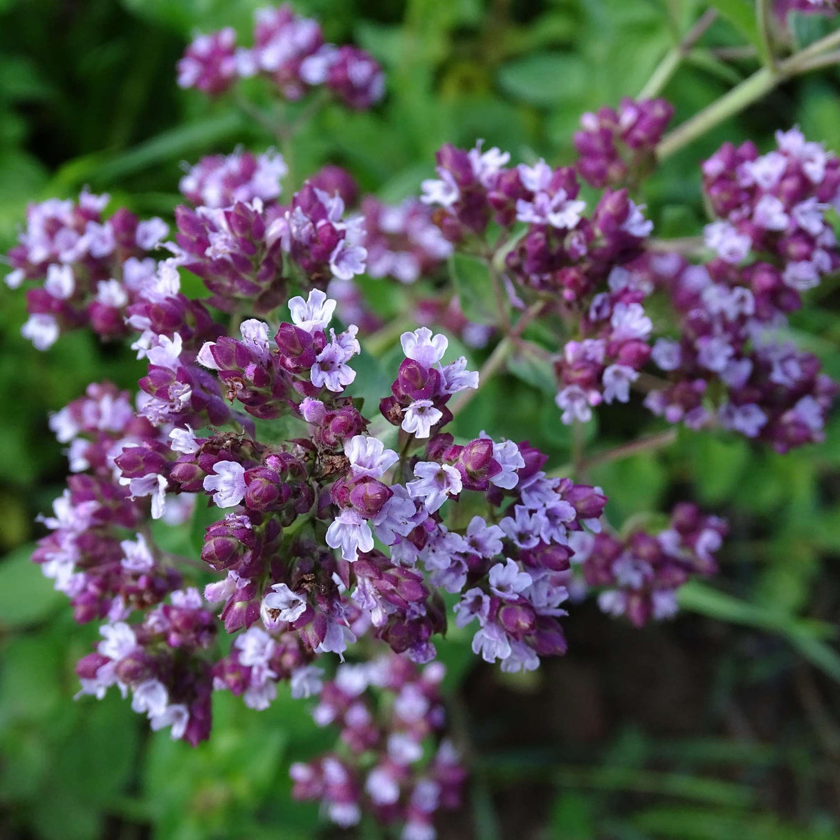 Origanum majorana