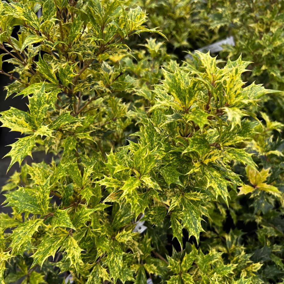 Osmanthus heterophyllus ‘Goshiki’