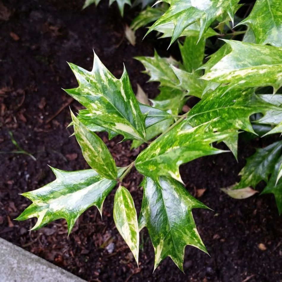 Osmanthus heterophyllus ‘Goshiki’