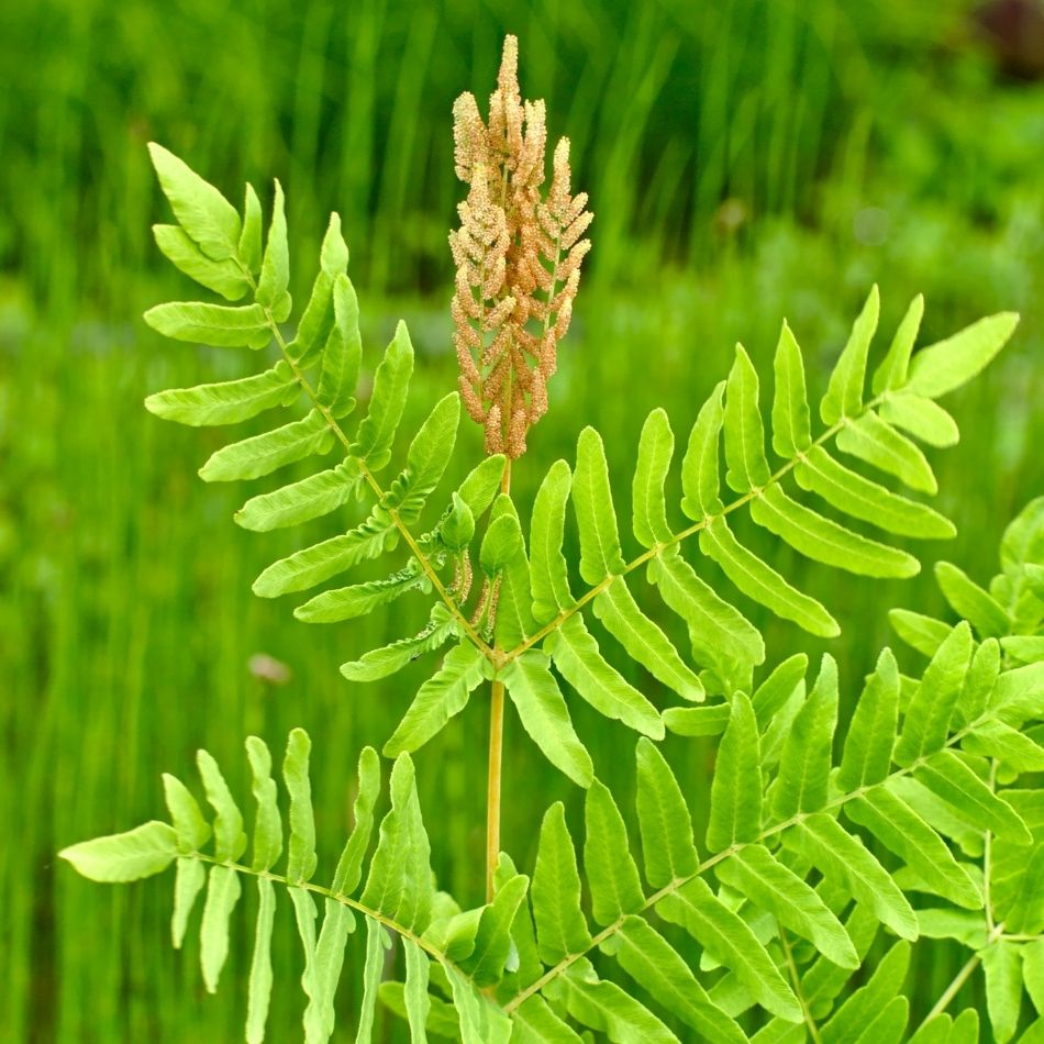 Osmunda regalis