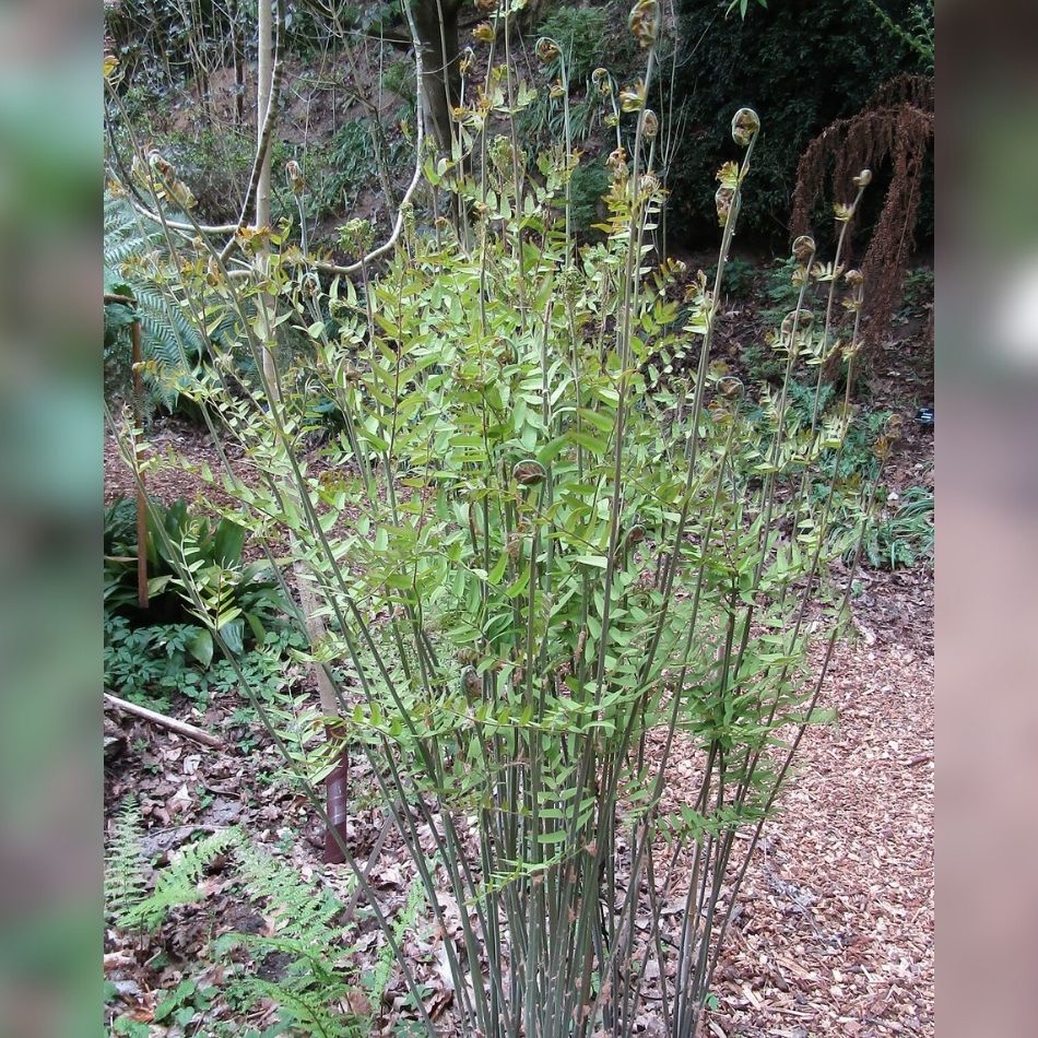 Osmunda regalis