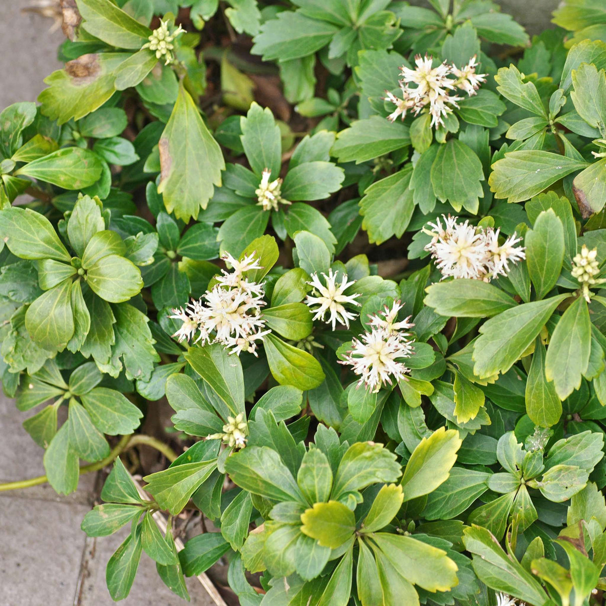 Pachysandra terminalis