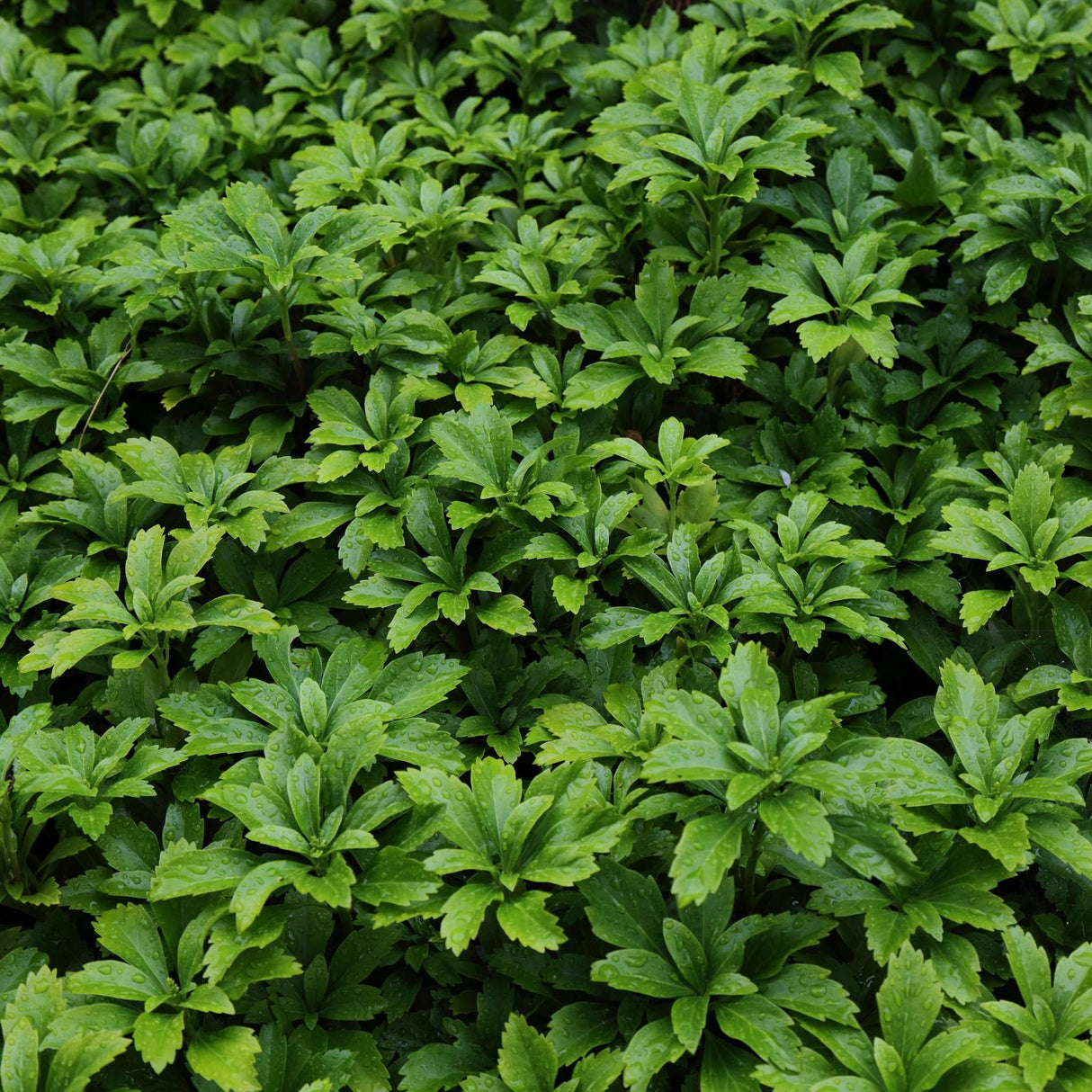 Pachysandra terminalis
