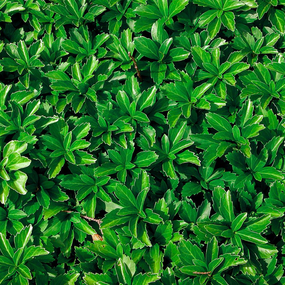 Pachysandra terminalis ‘Green Sheen’