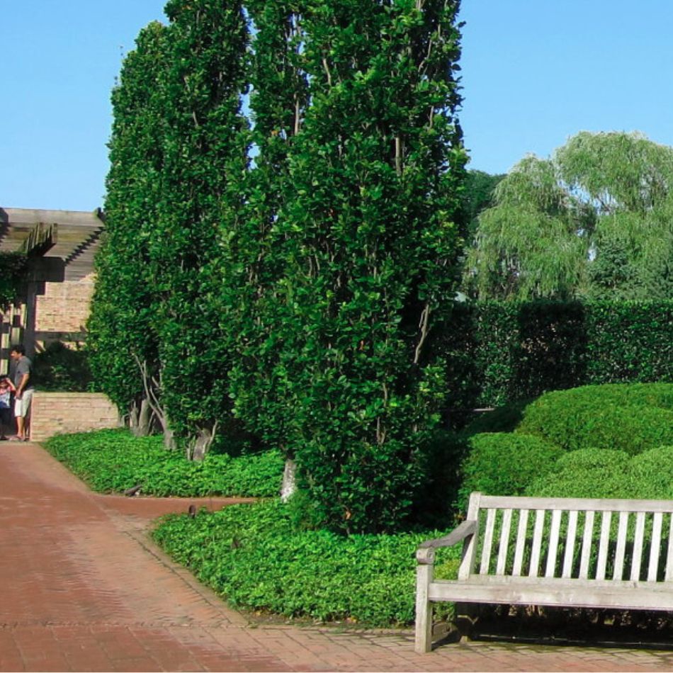 Pachysandra terminalis ‘Green Sheen’