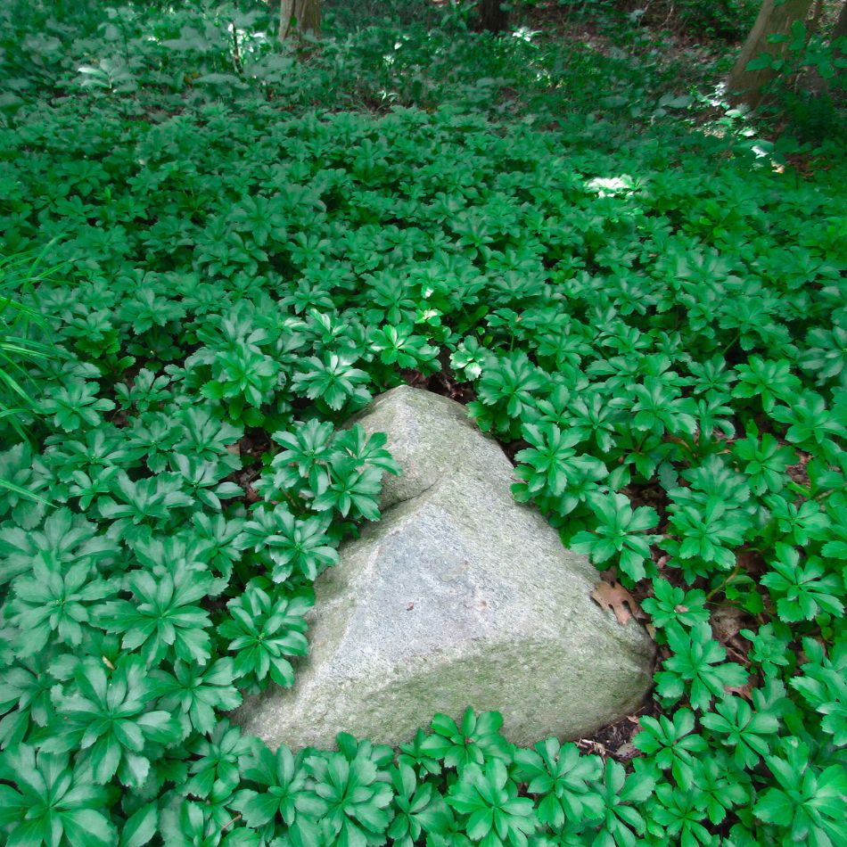 Pachysandra terminalis ‘Green Sheen’