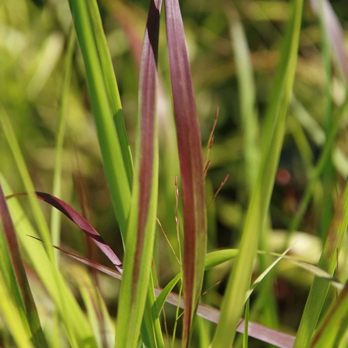 Panicum virgatum ‘Shenandoah’