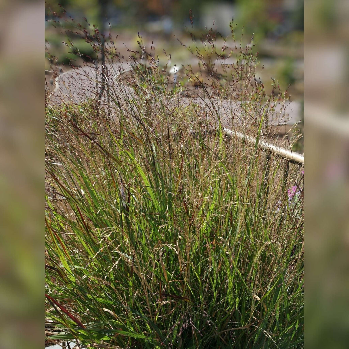 Panicum virgatum ‘Shenandoah’