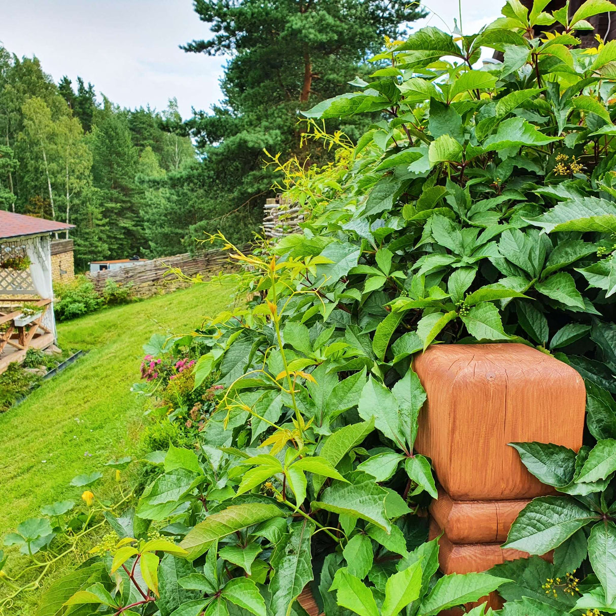 Parthenocissus henryana