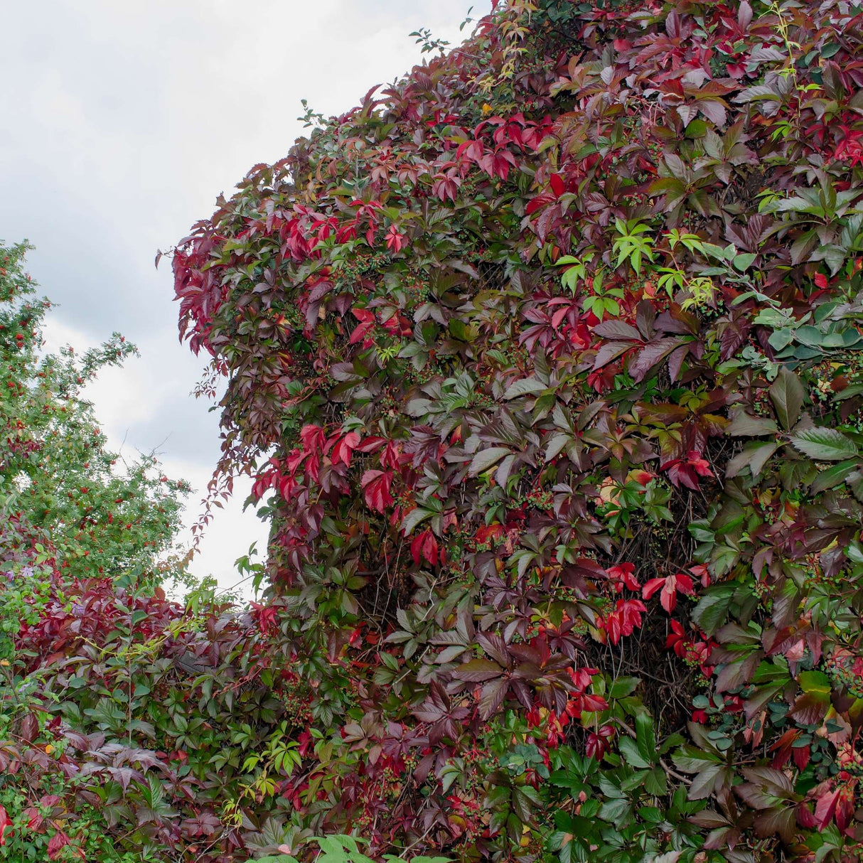 Parthenocissus quinquefolia