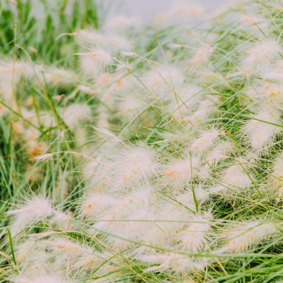 Pennisetum alopecuroides ‘Hameln’