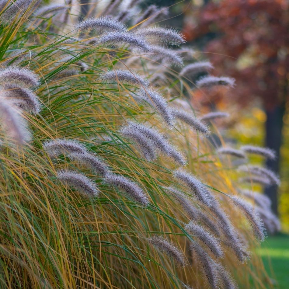 Pennisetum alopecuroides ‘Hameln’