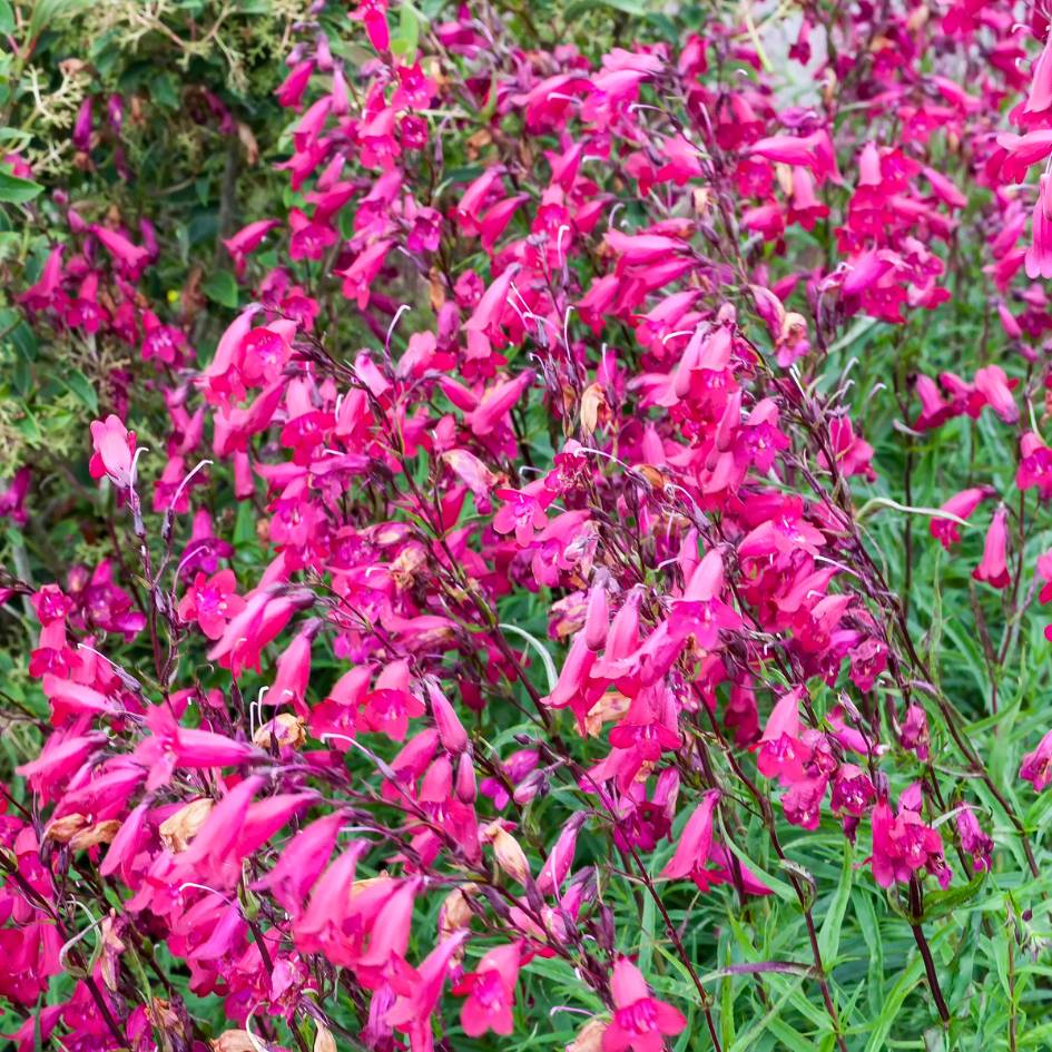 Penstemon ‘Garnet’