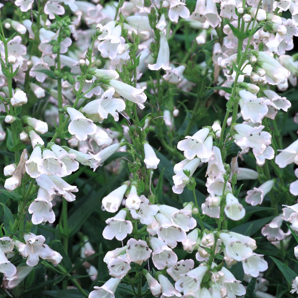 Penstemon ‘White Bedder’