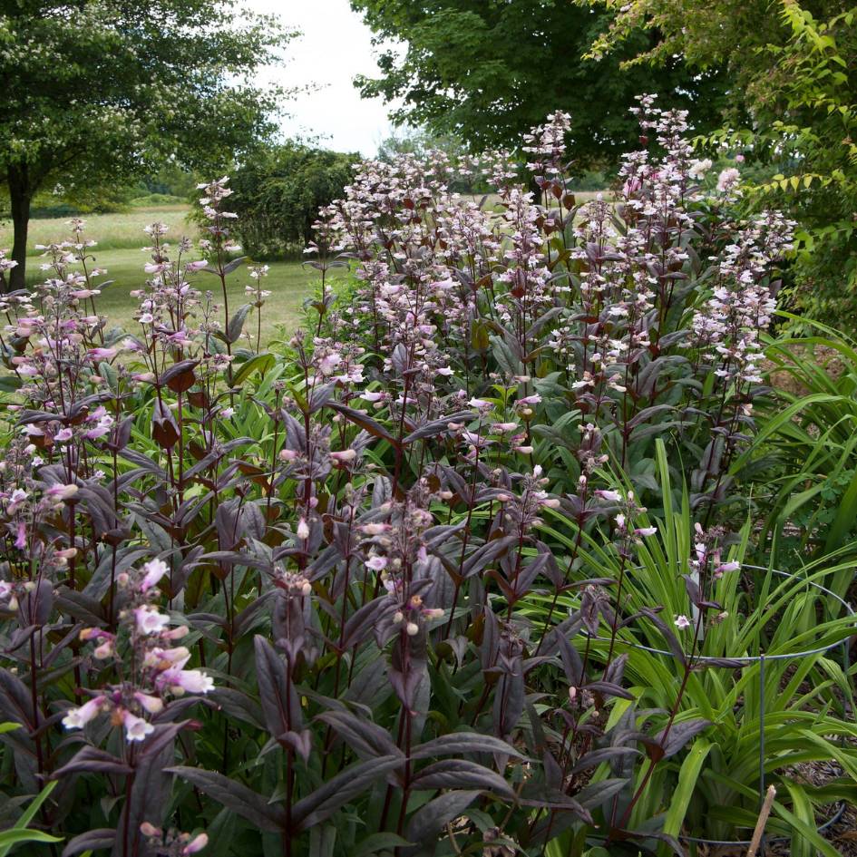 Penstemon digitalis ‘Husker Red’