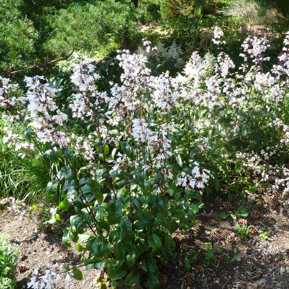 Penstemon digitalis ‘Husker Red’