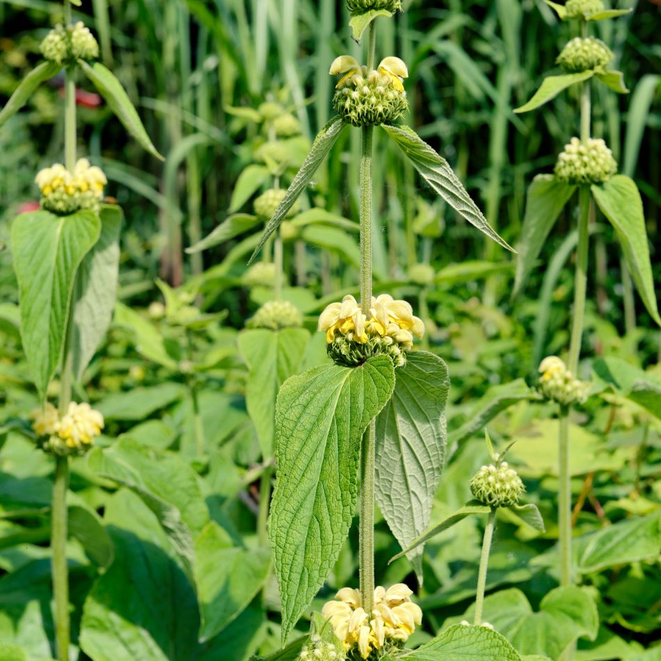 Phlomis russeliana